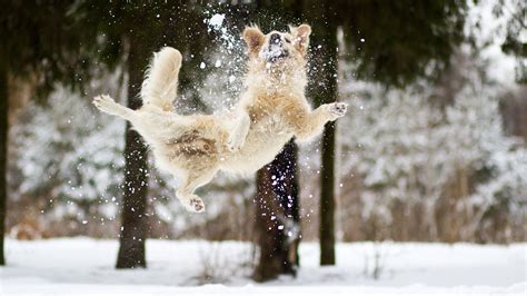 🔥 [50+] Dogs Playing in Snow Wallpapers | WallpaperSafari