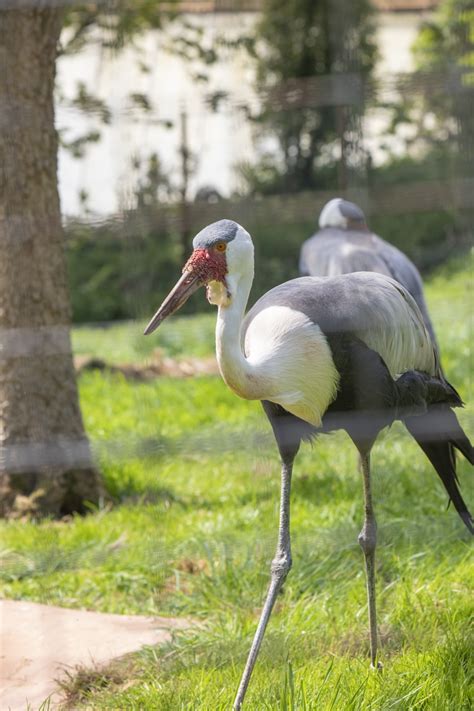 Visit Wattled Crane - A Zoo With Wattled Crane • Paignton Zoo