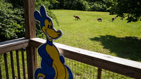 Walt Disney's contribution to UMKC's kangaroo mascot - KCtoday