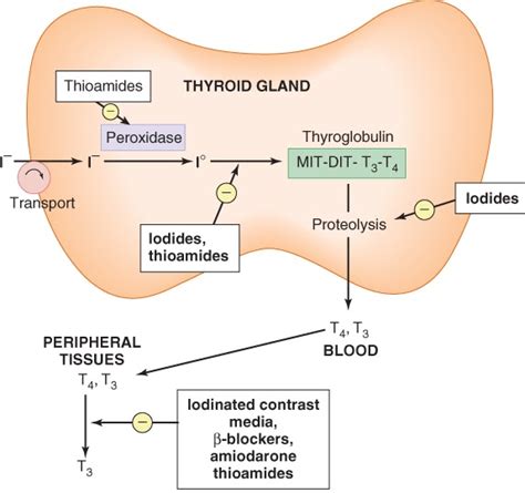 Doctors Gates: Synthesis & Transport of Thyroid Hormones