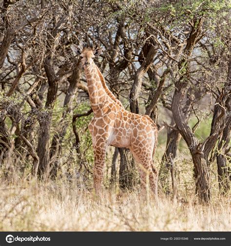 Baby Giraffe Southern African Savanna Stock Photo by ©Binty 200315346