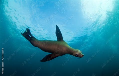 California Sea Lion swimming underwater Stock Photo | Adobe Stock