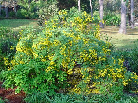 Cassia Tora 20/500 Seeds, Senna Tora A Wide Range Of Diverse Uses, Edi ...