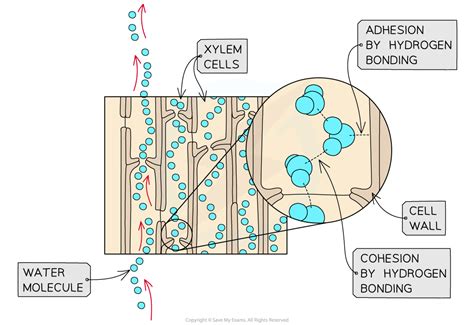 Cohesion Biology