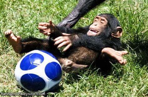 Soccer Monkey - Funny Monkey Pictures