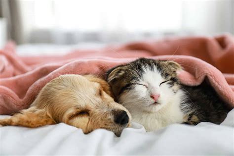 Cute Kittens Sleeping with Puppies to Soften Your Coronary heart ...