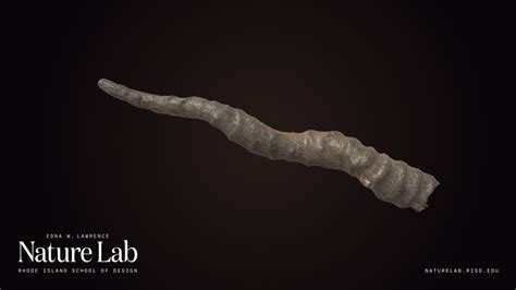 Chinkara horn - Download Free 3D model by RISD Nature Lab ...