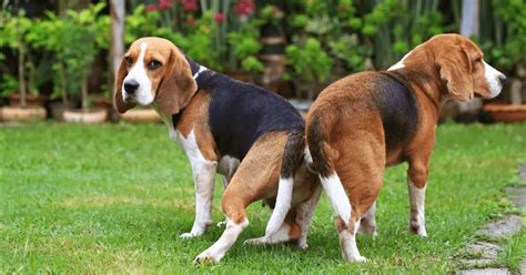 Dogs Mating - All You Need To Know