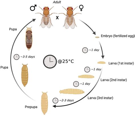 Biomolecules | Free Full-Text | Mitochondrial Neurodegeneration: Lessons from Drosophila ...