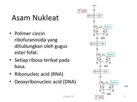 PPT - Asam Nukleat PowerPoint Presentation, free download - ID:3095509