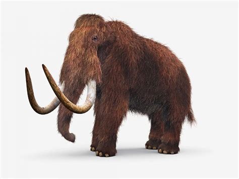 Woolly Mammoth Facts, Habitat, Diet, Fossils, Pictures