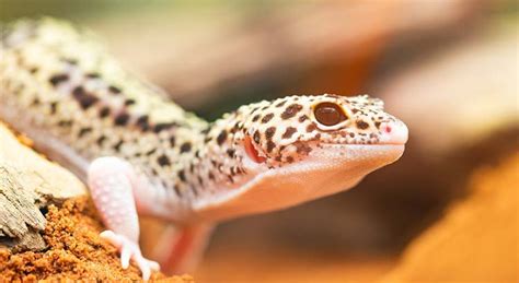 Can Leopard Geckos Eat Locusts? (Nutrition, Portion, Risks) – Voyo Pets