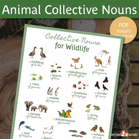 Collective Nouns for Animals Collective Nouns Poster Collective Nouns ...