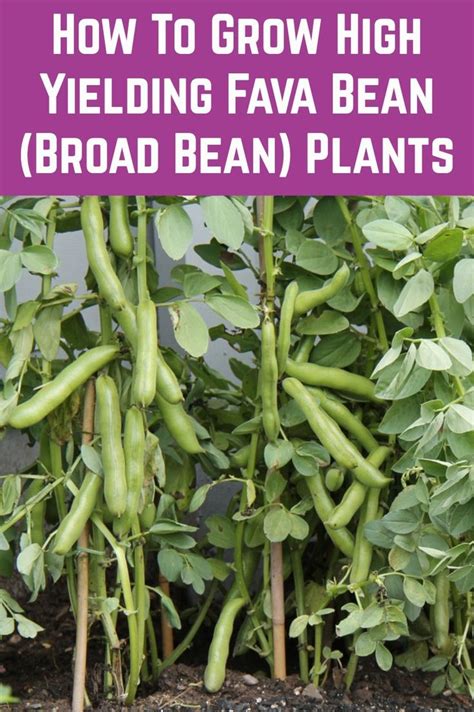 How To Grow High Yielding Fava Bean (Broad Bean) Plants | Growing green ...