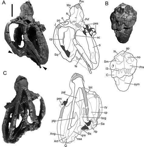 A New Species of the Carnivorous Cynodont Chiniquodon (Cynodontia ...