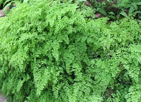 How To Propagate Maidenhair Ferns | Home and Garden Reference