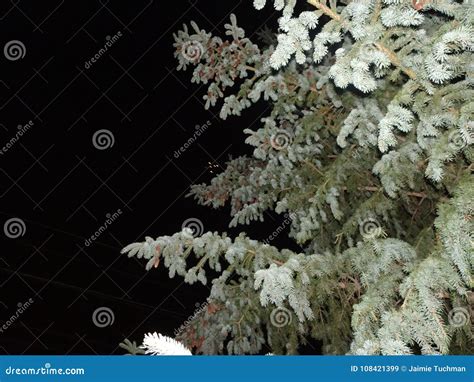 Snow on pine trees stock image. Image of forest, lamp - 108421399