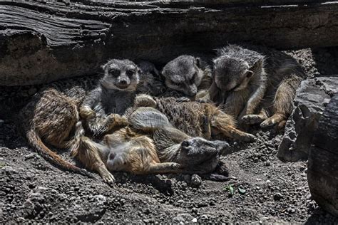 Sleeping meerkats 1 stock image. Image of rapid, quick - 264767729