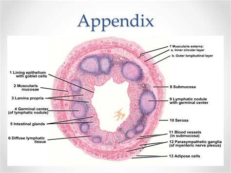 Histology of gastrointestinal tract