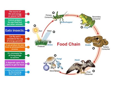 Food Chain Diagram - Labelled diagram