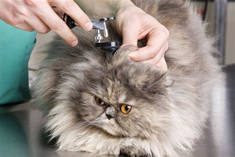 Ear Infections in Dogs and Cats