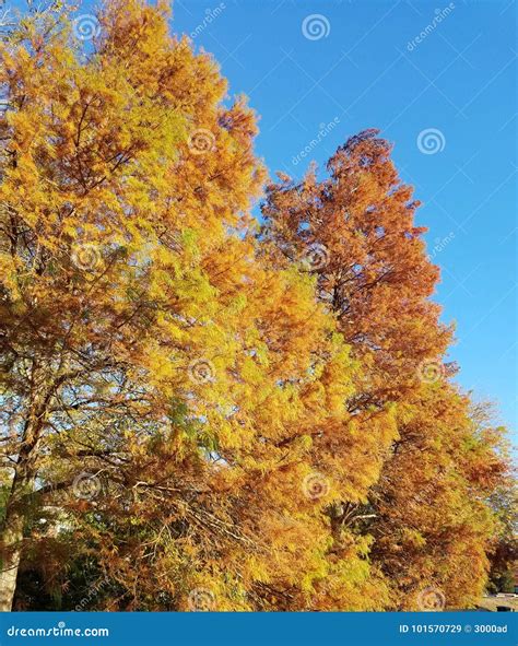 Yellow Pine Trees in Autumn Stock Image - Image of october, leaf: 101570729