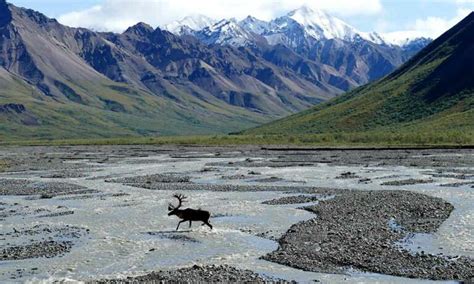 Best Hikes In Denali National Park • The Grom Life