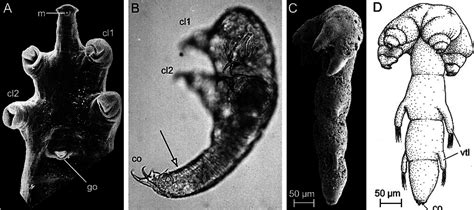 Examples of adults and early larvae of Recent and Cambrian... | Download Scientific Diagram