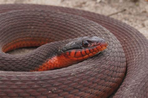 Red-bellied Watersnake