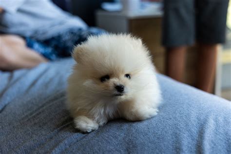 Top 5 Smallest Dog Breeds - Puptown Dog Training Houston, TX