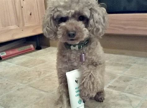 Aloe Vera for Dogs! - The Barking BugleThe Barking Bugle