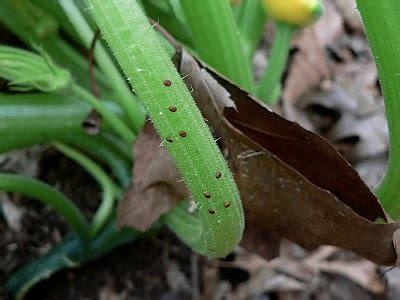 Piermont Community Garden: Squash Borer Moths Laying Eggs Until First Week of July and Beyond?!