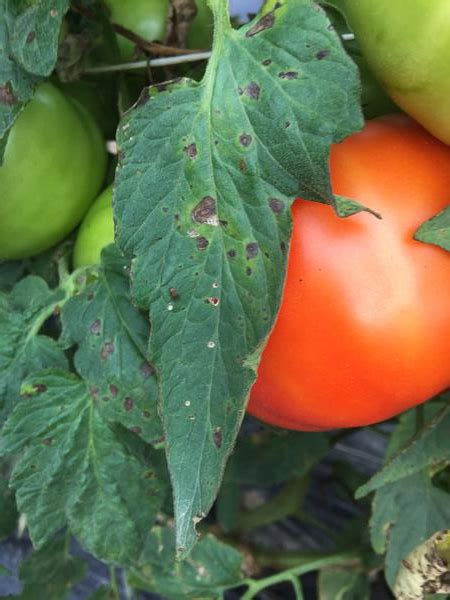 Early Blight of Tomato | NC State Extension Publications