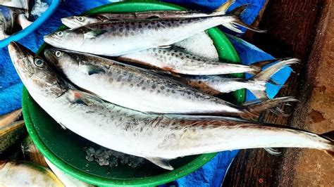 Anjal Fish - Mangalore’s Most Loved Seafood