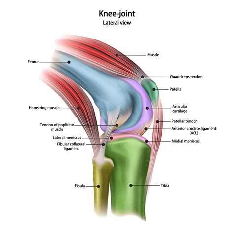 Parts Of The Knee