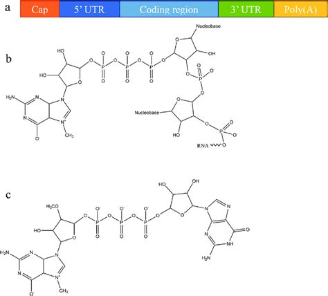 mRNA structural features: (a) a basic structure of a eukaryotic mRNA ...