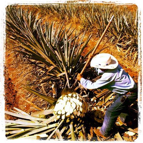 A jimador harvesting a blue agave plant - an important first step in the tequila production ...