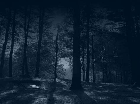 Dark Woods, night, darkness, woods HD wallpaper | Pxfuel