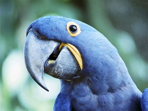 Speaking parrot : Biological Science Picture Directory – Pulpbits.net