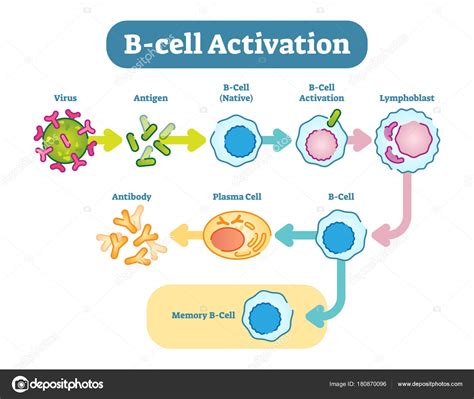 T Cell And B Cell Activation