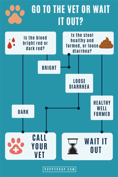 Is Your Dog Pooping Blood? Is it Time to Go to the Vet or Wait it Out?