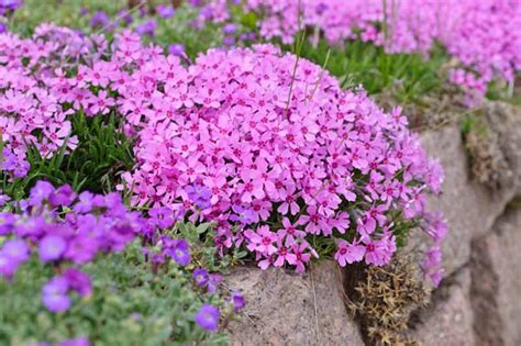 Phlox subulata (Creeping or Moss Phlox)