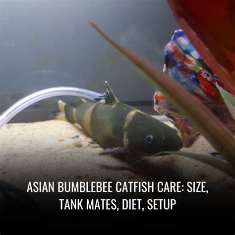 Indian glassfish Care: Tank Size, Lifespan, Food & More