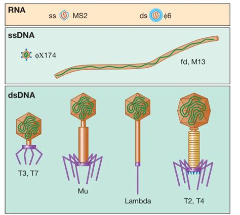 Bacteriophage: Structure, Replication, Uses – Microbe Online