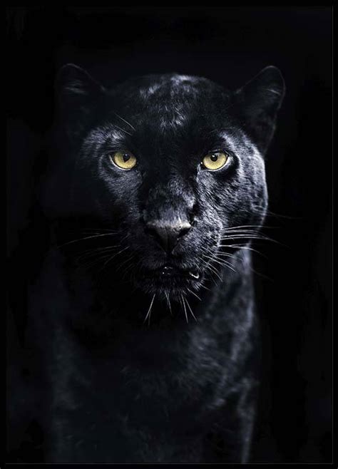 Panther Poster - Cool photo poster of a panther - desenio.com