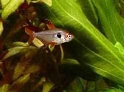 Hyphessobrycon Sweglesi (Red Phantom Tetra) – Fishkeeping Dudes