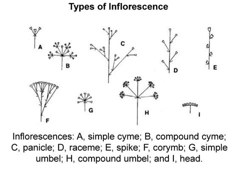 Types of inflorescences. Role of inflorescences in plants’ life - online presentation