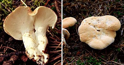 Sheep Polypore: Identification and Foraging Guide - Mushroom Appreciation