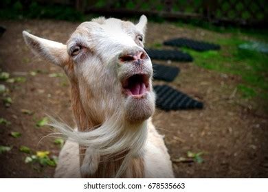 Goat Mouth Images, Stock Photos & Vectors | Shutterstock