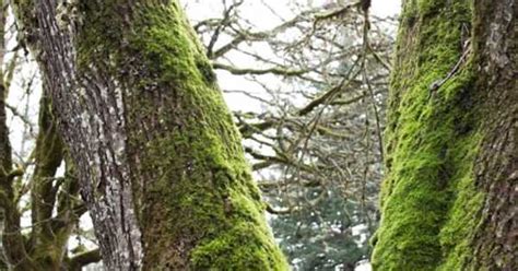 Tree Care: Is Moss Bad for your Trees? - Ocean Tree Care